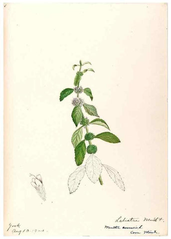 Reproducción/Reproduction 48789235476: [Water-color sketches of plants of North America and Europe]. . 