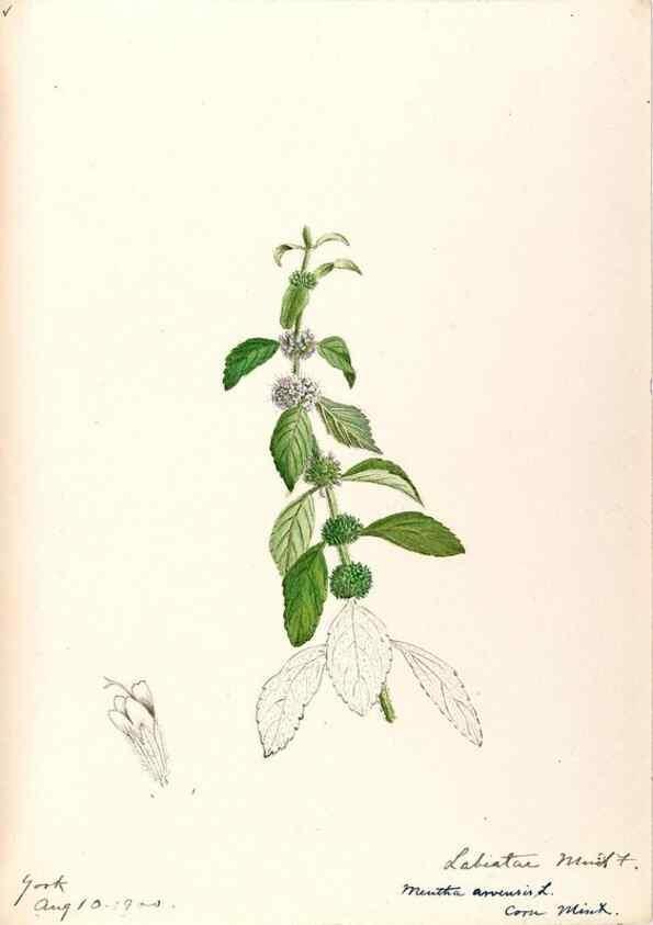 Reproducción/Reproduction 48789235476: [Water-color sketches of plants of North America and Europe]. . 
