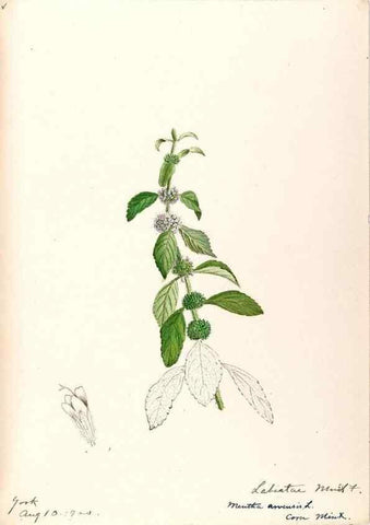 Reproducción/Reproduction 48789235476: [Water-color sketches of plants of North America and Europe]. . 