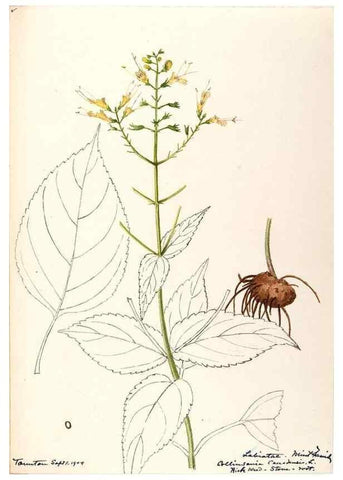 Reproducción/Reproduction 48788873518: [Water-color sketches of plants of North America and Europe]. . 