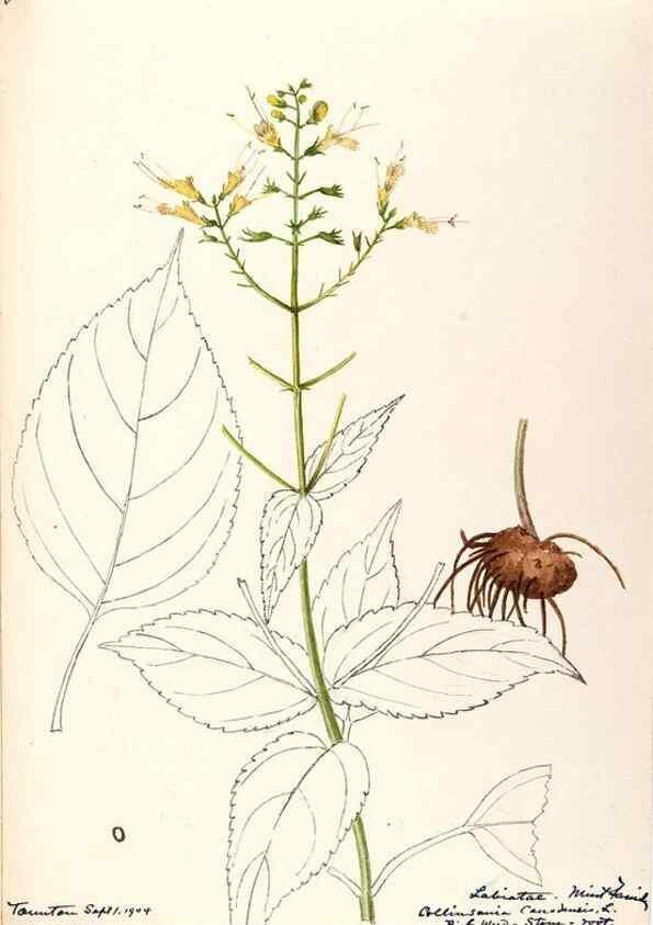 Reproducción/Reproduction 48788873518: [Water-color sketches of plants of North America and Europe]. . 