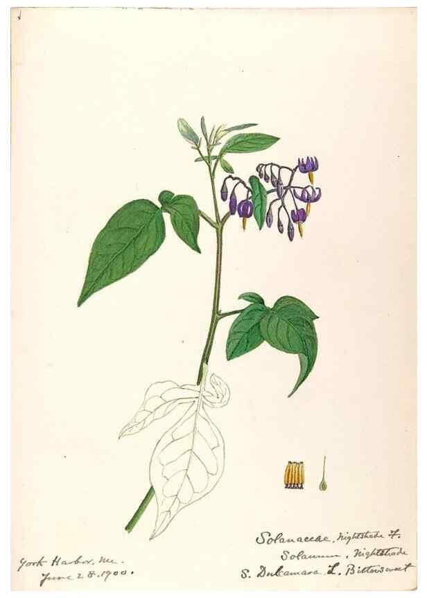 Reproducción/Reproduction 48789382967: [Water-color sketches of plants of North America and Europe]. . 