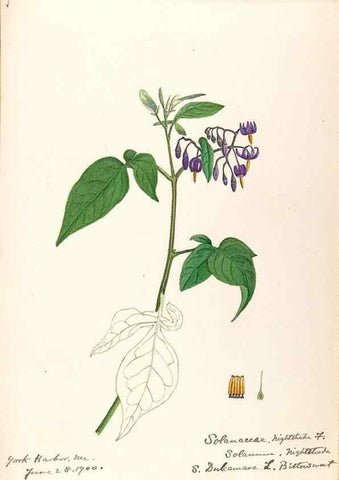 Reproducción/Reproduction 48789382967: [Water-color sketches of plants of North America and Europe]. . 