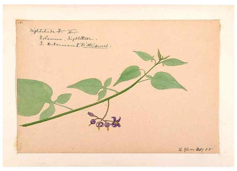 Reproducción/Reproduction 48789383332: [Water-color sketches of plants of North America and Europe]. . 