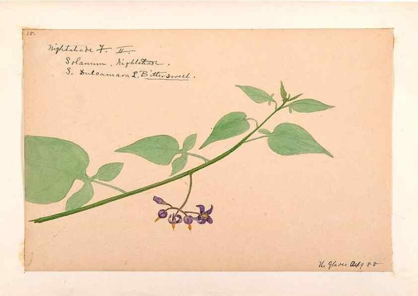 Reproducción/Reproduction 48789383332: [Water-color sketches of plants of North America and Europe]. . 