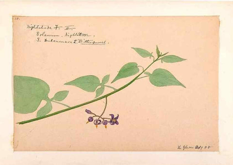 Reproducción/Reproduction 48789383332: [Water-color sketches of plants of North America and Europe]. . 