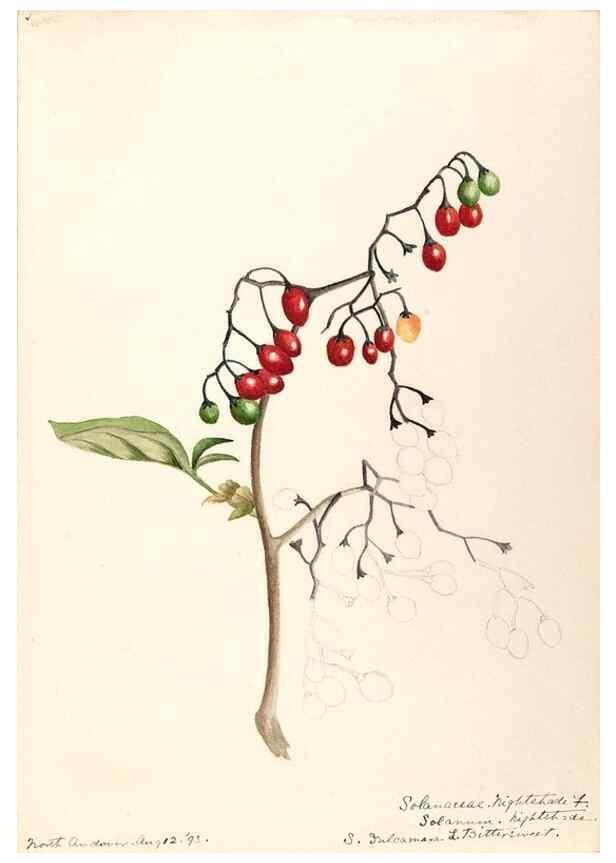 Reproducción/Reproduction 48788874428: [Water-color sketches of plants of North America and Europe]. . 