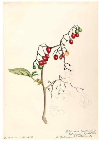 Reproducción/Reproduction 48788874428: [Water-color sketches of plants of North America and Europe]. . 