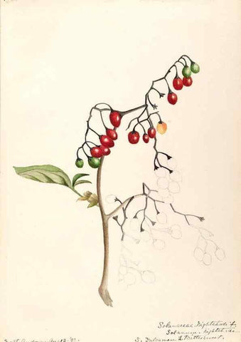 Reproducción/Reproduction 48788874428: [Water-color sketches of plants of North America and Europe]. . 