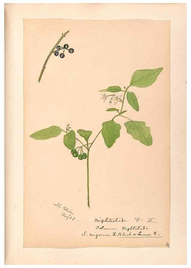 Reproducción/Reproduction 48789384022: [Water-color sketches of plants of North America and Europe]. . 