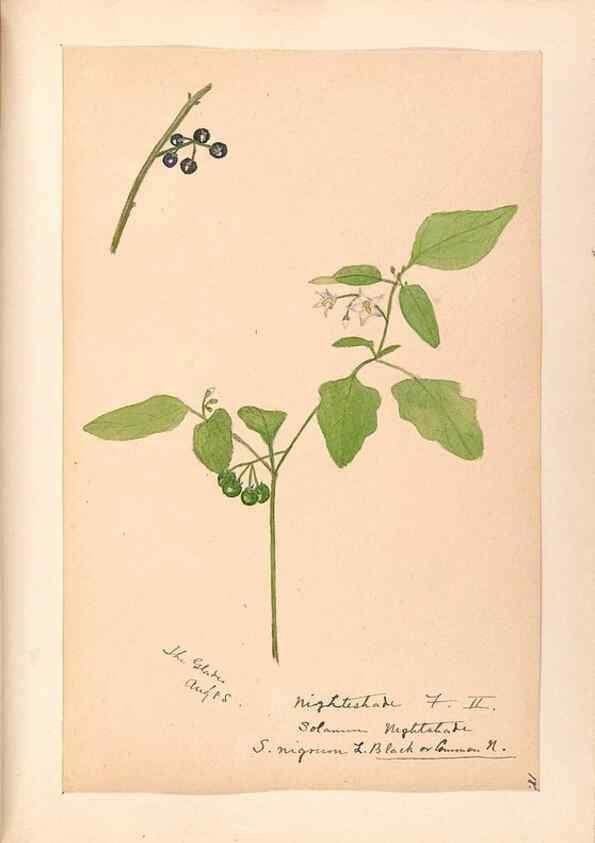 Reproducción/Reproduction 48789384022: [Water-color sketches of plants of North America and Europe]. . 