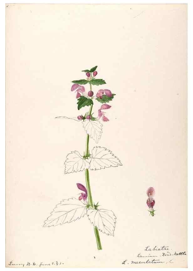 Reproducción/Reproduction 48789379002: [Water-color sketches of plants of North America and Europe]. . 