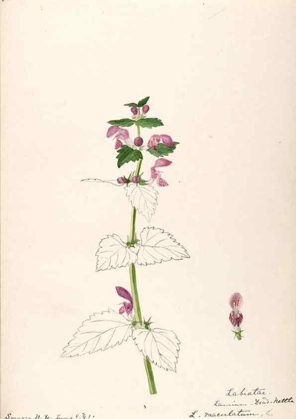 Reproducción/Reproduction 48789379002: [Water-color sketches of plants of North America and Europe]. . 