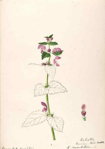 Reproducción/Reproduction 48789379002: [Water-color sketches of plants of North America and Europe]. . 