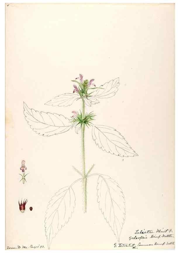 Reproducción/Reproduction 48788869518: [Water-color sketches of plants of North America and Europe]. . 