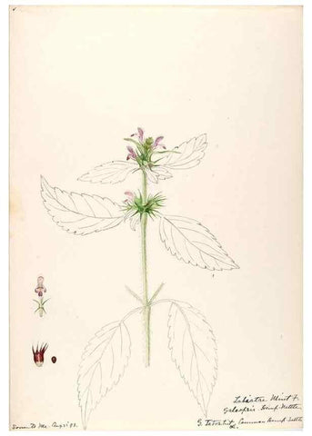 Reproducción/Reproduction 48788869518: [Water-color sketches of plants of North America and Europe]. . 