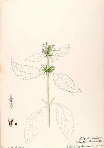 Reproducción/Reproduction 48788869518: [Water-color sketches of plants of North America and Europe]. . 