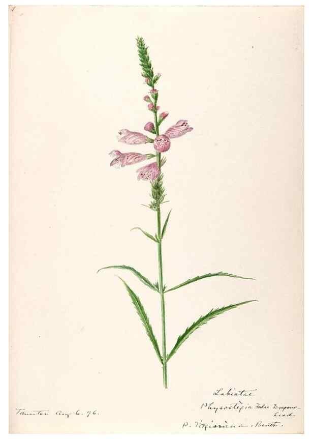 Reproducción/Reproduction 48789378412: [Water-color sketches of plants of North America and Europe]. . 