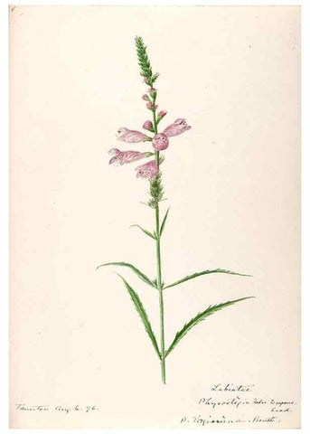 Reproducción/Reproduction 48789378412: [Water-color sketches of plants of North America and Europe]. . 