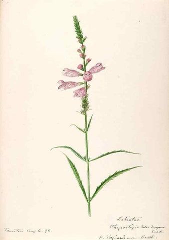 Reproducción/Reproduction 48789378412: [Water-color sketches of plants of North America and Europe]. . 