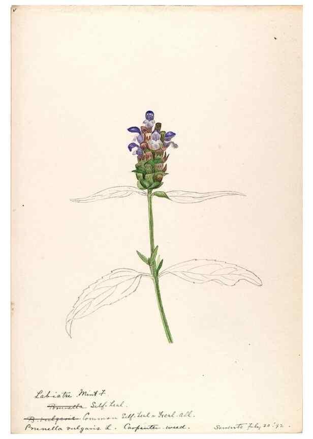 Reproducción/Reproduction 48789378072: [Water-color sketches of plants of North America and Europe]. . 