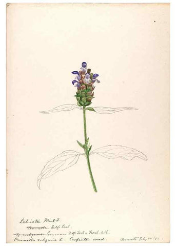 Reproducción/Reproduction 48789378072: [Water-color sketches of plants of North America and Europe]. . 