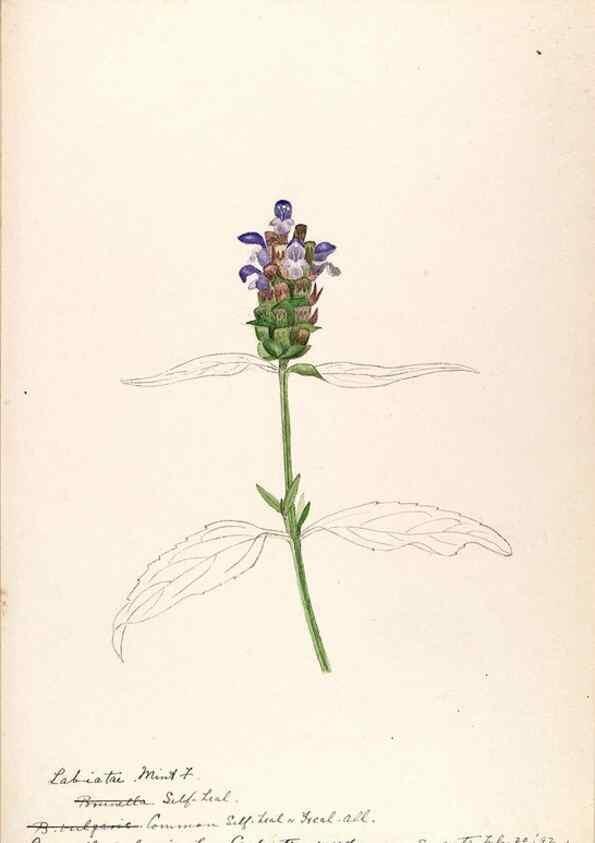 Reproducción/Reproduction 48789378072: [Water-color sketches of plants of North America and Europe]. . 