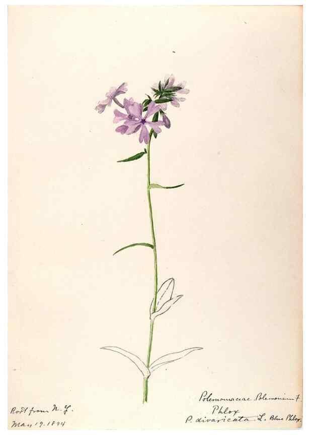 Reproducción/Reproduction 48788863268: [Water-color sketches of plants of North America and Europe]. . 