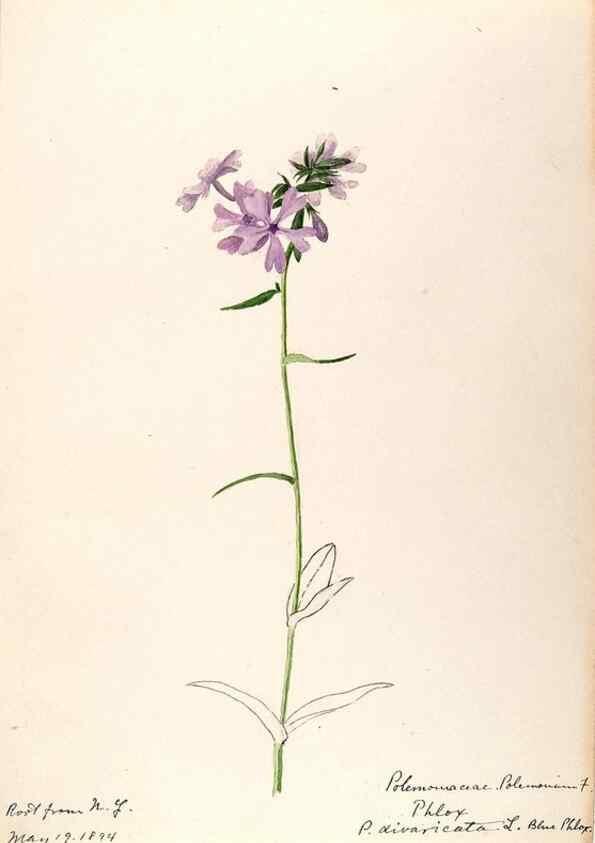 Reproducción/Reproduction 48788863268: [Water-color sketches of plants of North America and Europe]. . 