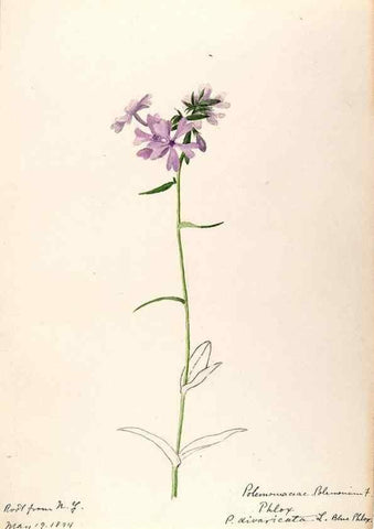 Reproducción/Reproduction 48788863268: [Water-color sketches of plants of North America and Europe]. . 