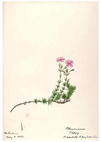 Reproducción/Reproduction 48789225871: [Water-color sketches of plants of North America and Europe]. . 