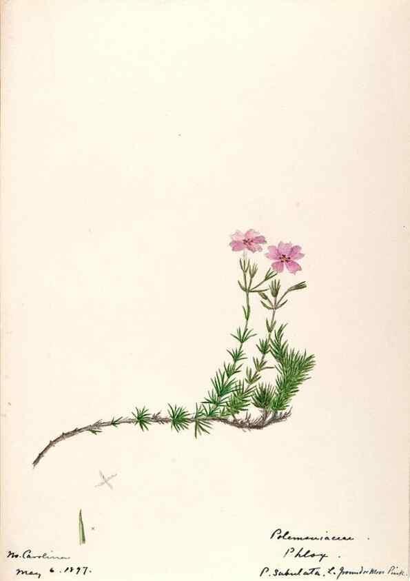 Reproducción/Reproduction 48789225871: [Water-color sketches of plants of North America and Europe]. . 