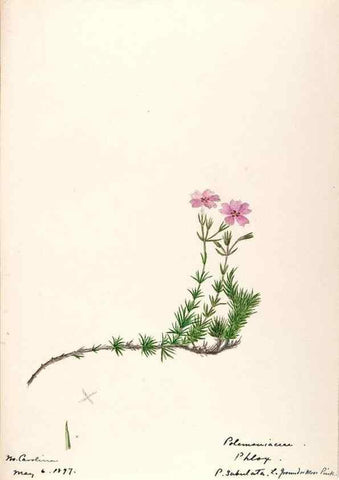 Reproducción/Reproduction 48789225871: [Water-color sketches of plants of North America and Europe]. . 
