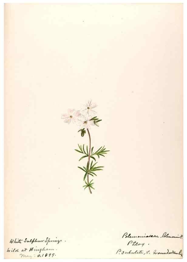 Reproducción/Reproduction 48789373137: [Water-color sketches of plants of North America and Europe]. . 
