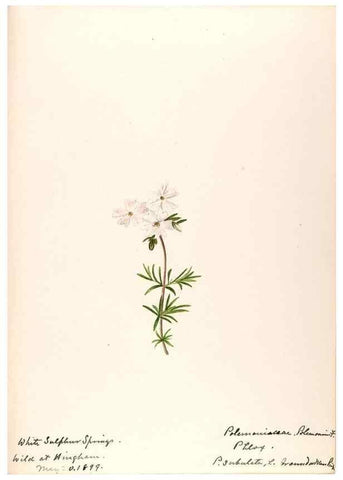 Reproducción/Reproduction 48789373137: [Water-color sketches of plants of North America and Europe]. . 