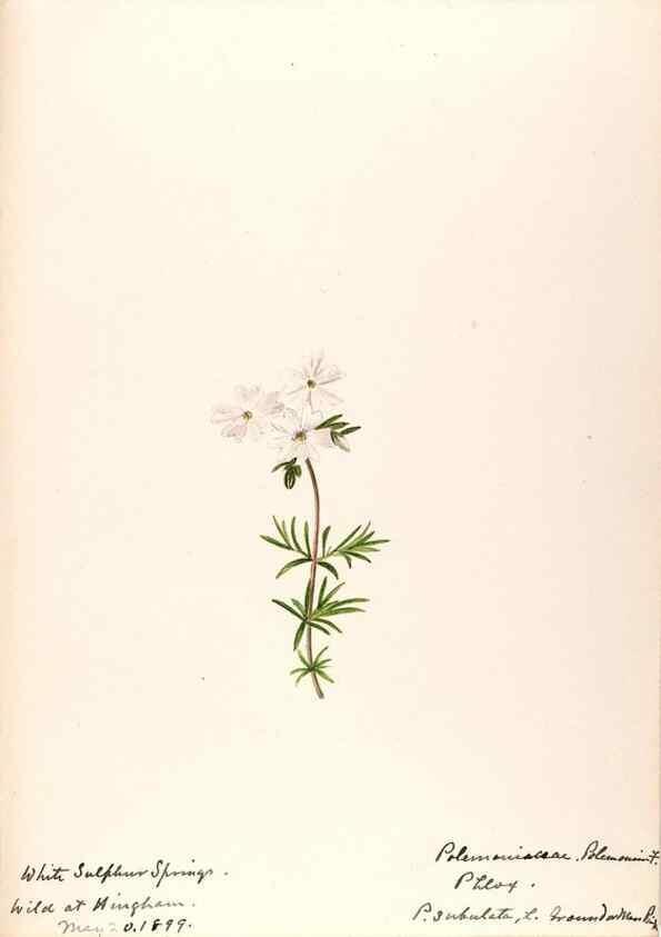 Reproducción/Reproduction 48789373137: [Water-color sketches of plants of North America and Europe]. . 