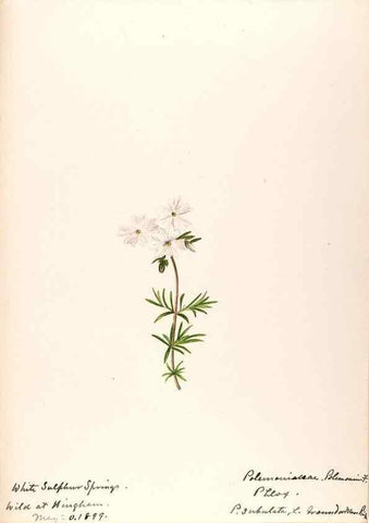 Reproducción/Reproduction 48789373137: [Water-color sketches of plants of North America and Europe]. . 