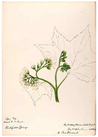 Reproducción/Reproduction 48789373502: [Water-color sketches of plants of North America and Europe]. . 