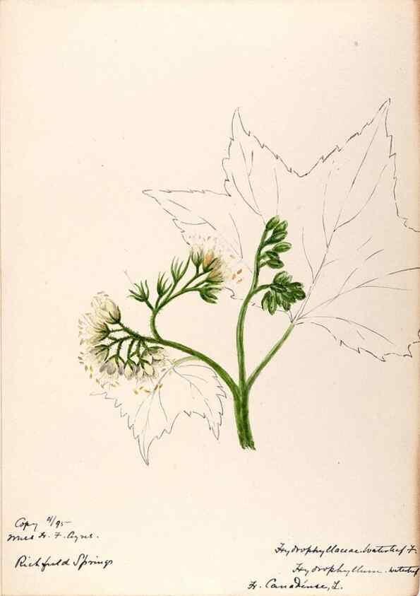 Reproducción/Reproduction 48789373502: [Water-color sketches of plants of North America and Europe]. . 