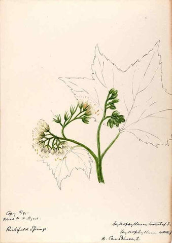 Reproducción/Reproduction 48789373502: [Water-color sketches of plants of North America and Europe]. . 