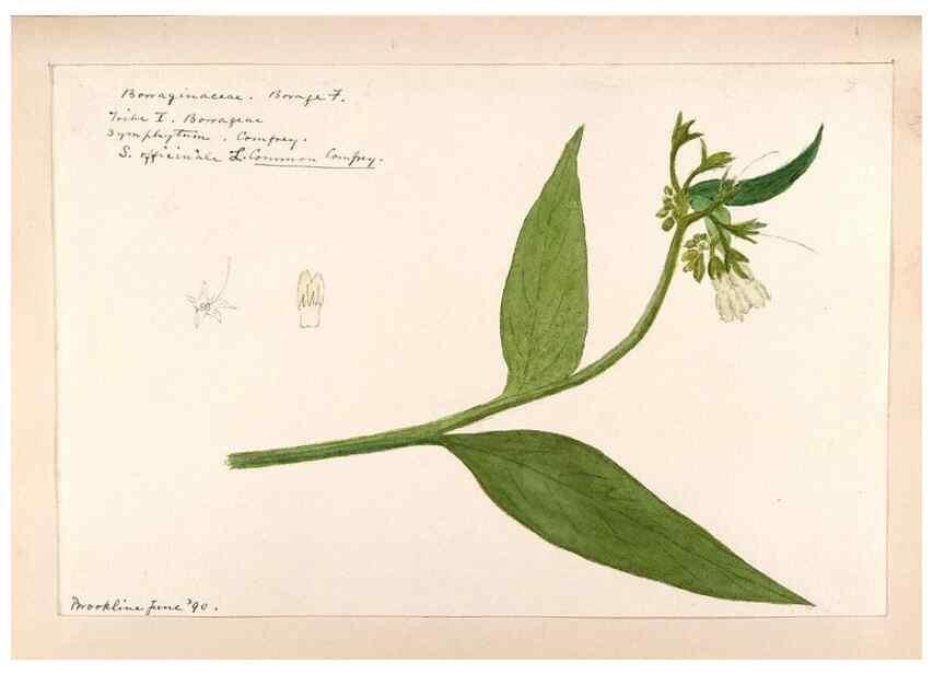 Reproducción/Reproduction 48789373787: [Water-color sketches of plants of North America and Europe]. . 