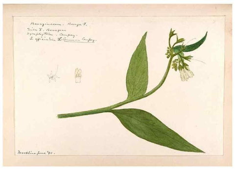 Reproducción/Reproduction 48789373787: [Water-color sketches of plants of North America and Europe]. . 
