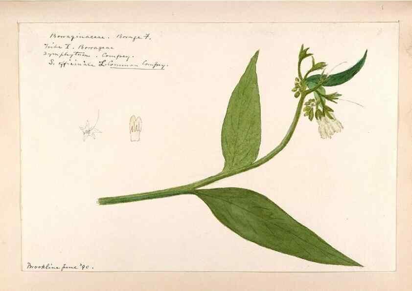 Reproducción/Reproduction 48789373787: [Water-color sketches of plants of North America and Europe]. . 