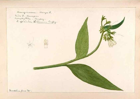 Reproducción/Reproduction 48789373787: [Water-color sketches of plants of North America and Europe]. . 