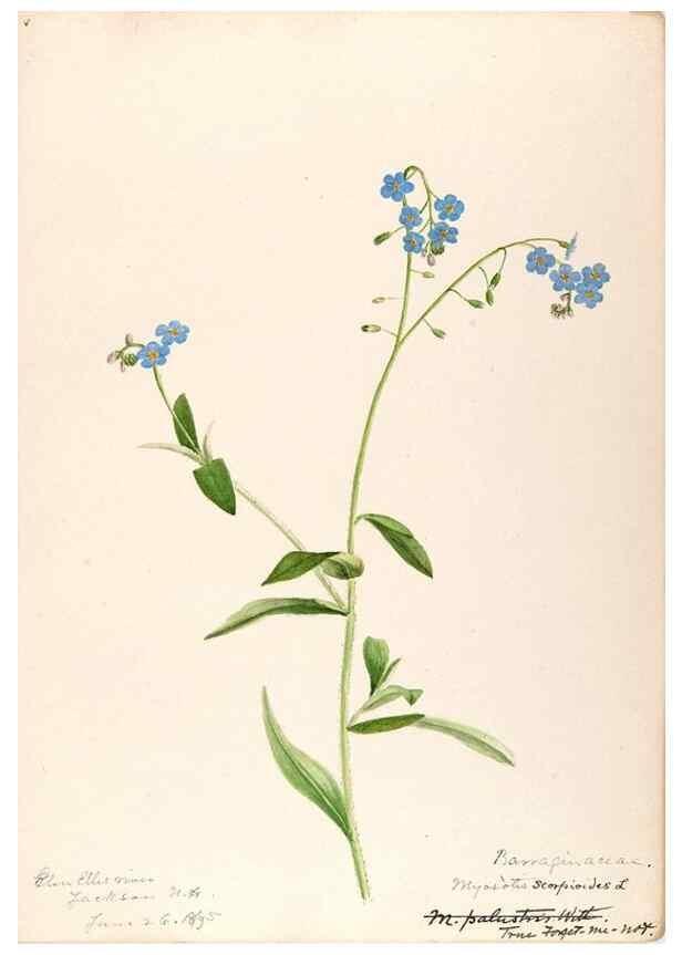 Reproducción/Reproduction 48789227361: [Water-color sketches of plants of North America and Europe]. . 