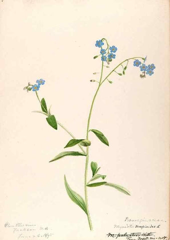 Reproducción/Reproduction 48789227361: [Water-color sketches of plants of North America and Europe]. . 