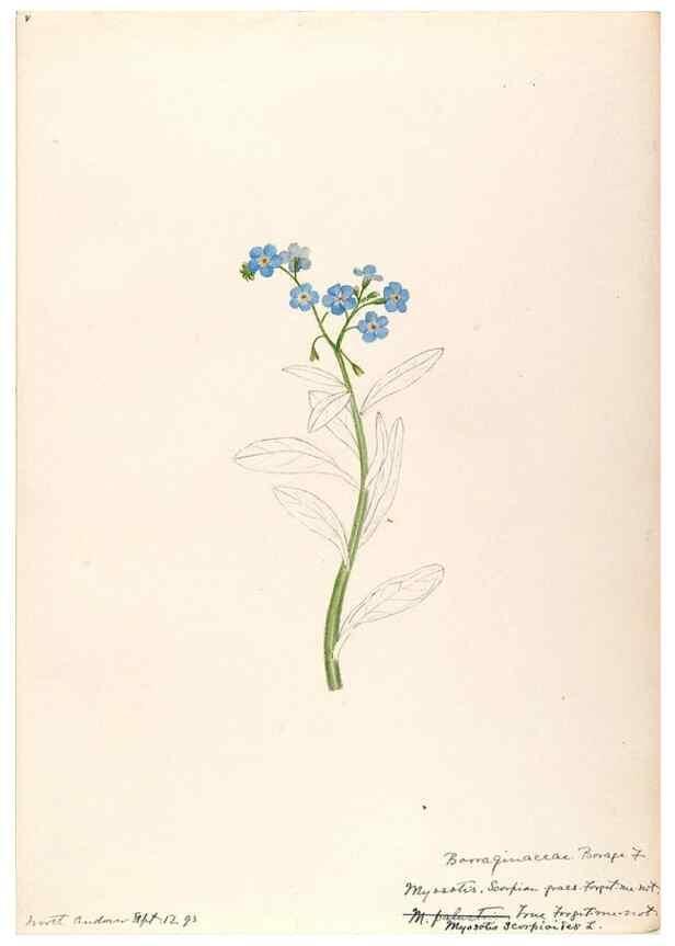 Reproducción/Reproduction 48789374587: [Water-color sketches of plants of North America and Europe]. . 