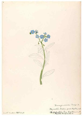 Reproducción/Reproduction 48789374587: [Water-color sketches of plants of North America and Europe]. . 
