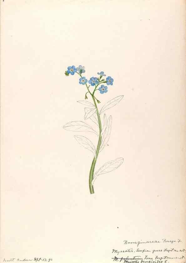 Reproducción/Reproduction 48789374587: [Water-color sketches of plants of North America and Europe]. . 