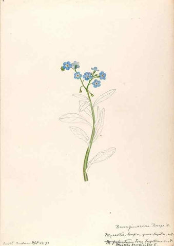 Reproducción/Reproduction 48789374587: [Water-color sketches of plants of North America and Europe]. . 